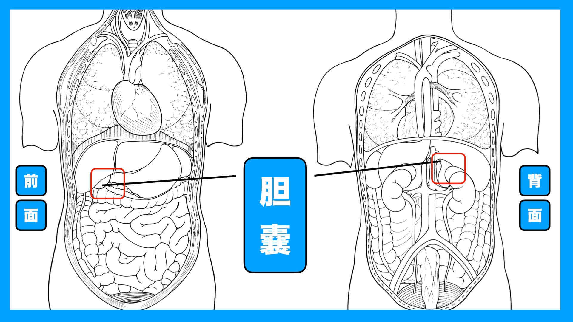 解毒のツボ 胆嚢の足つぼ揉み方動画あり 反射区番号 19 足つぼスクール