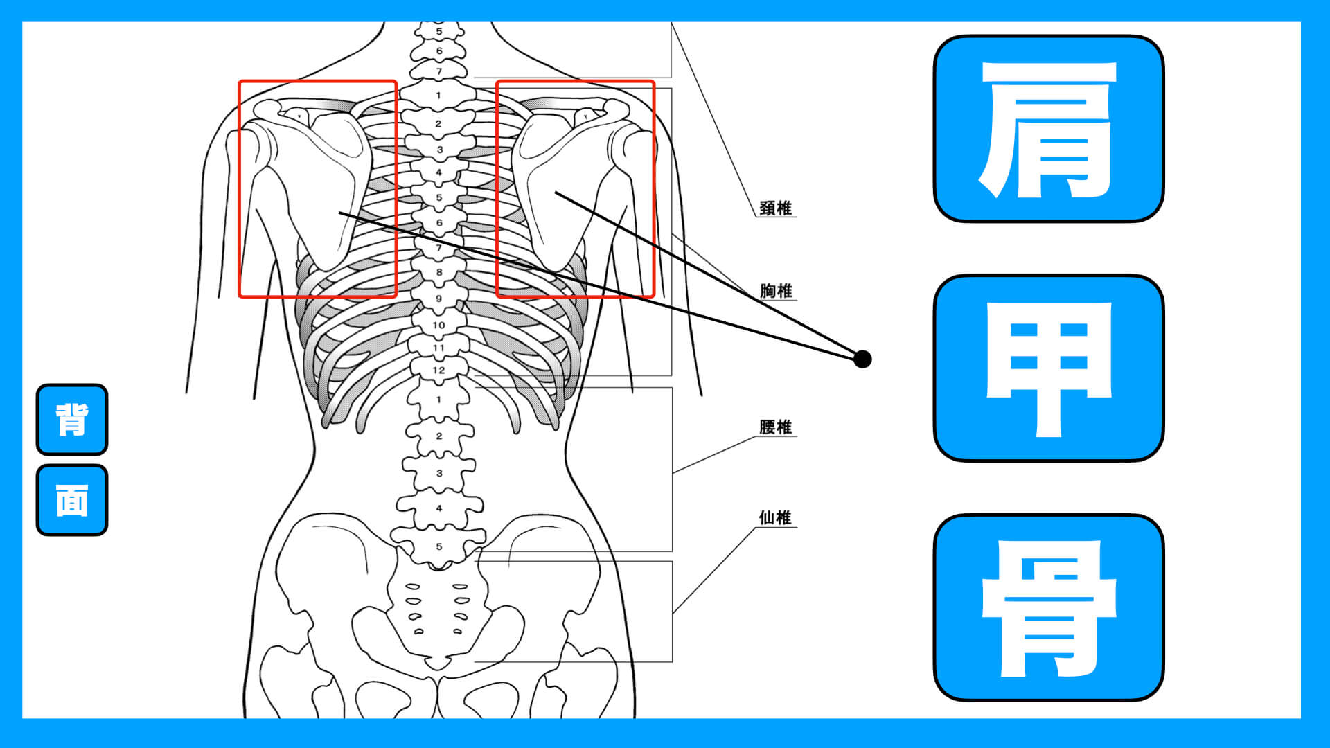 肩甲骨のツボ 肩甲骨の足つぼ揉み方動画あり 反射区番号 59 足つぼスクール
