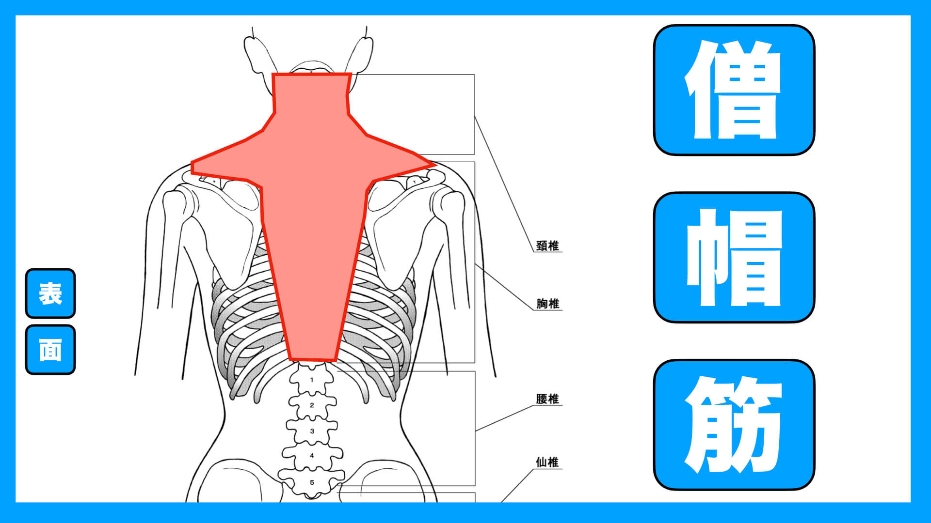 肩こりのツボ 僧帽筋の足つぼ揉み方動画あり 反射区番号 11 足つぼ教科書