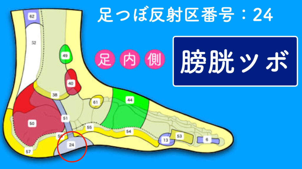 足つぼ側面は１５のツボあり 内側 外側の図解解説 足つぼ教科書