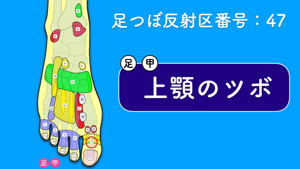 足の甲ツボは１６箇所あり 甲の足つぼ図解解説 足つぼスクール